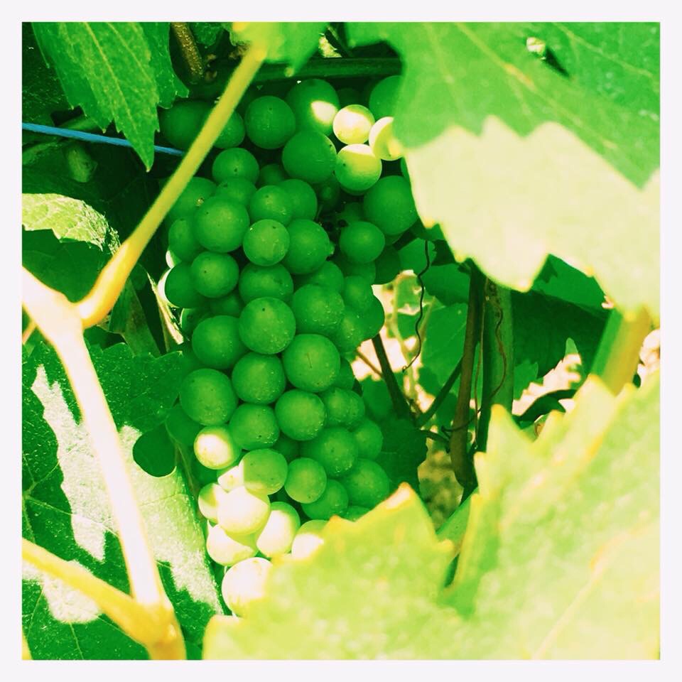 green grapes growing on grapeyard in france wine road alsace, vynuoges vyno kelyje prancuzijoje elzase