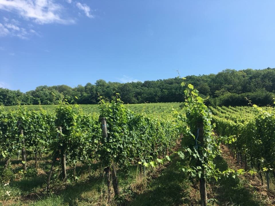 vyno kelias elzase prancuzijoje, vynuogynai, vynuogiu laukai prancuzijoj, wine road france, grapeyards winemakers